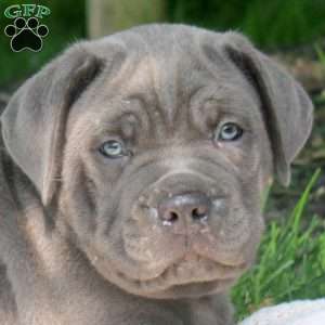 Mason, Cane Corso Puppy