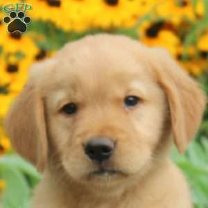 Mason, Golden Retriever Puppy