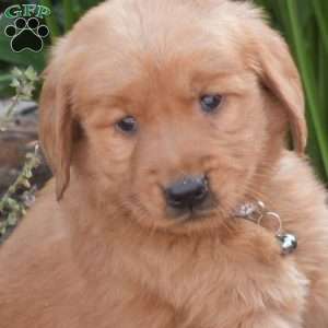 Mason, Golden Retriever Puppy