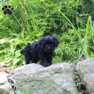 Mason, Cavapoo Puppy