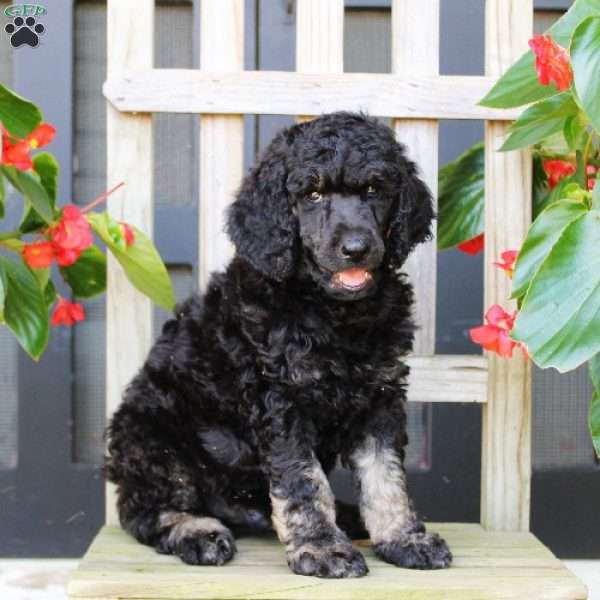 Mason, Standard Poodle Puppy