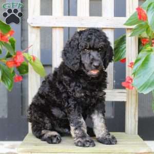 Mason, Standard Poodle Puppy