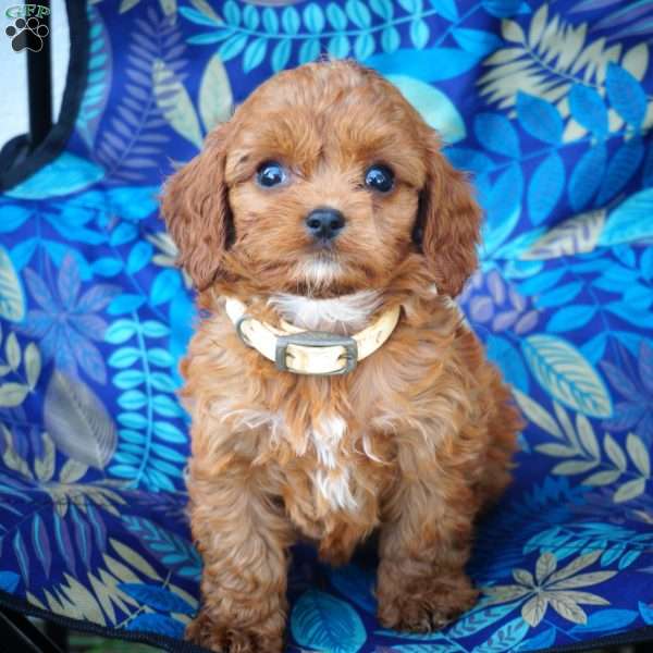 Matthew, Cavapoo Puppy