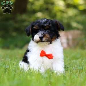 Maverick, Yorkie Poo Puppy