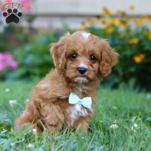 Maverick, Cavapoo Puppy