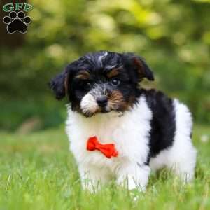Maverick, Yorkie Poo Puppy
