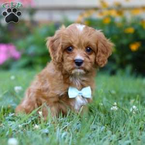 Maverick, Cavapoo Puppy