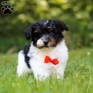 Maverick, Yorkie Poo Puppy