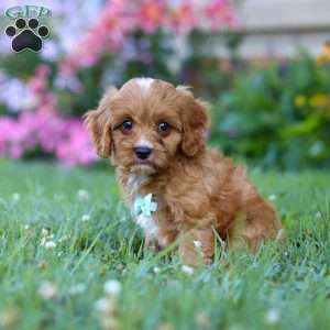 Maverick, Cavapoo Puppy