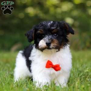 Maverick, Yorkie Poo Puppy