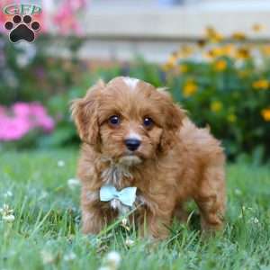 Maverick, Cavapoo Puppy