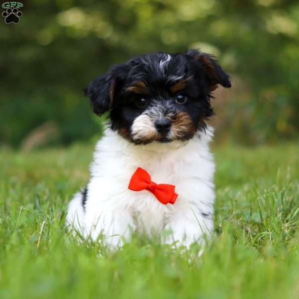 Maverick, Yorkie Poo Puppy