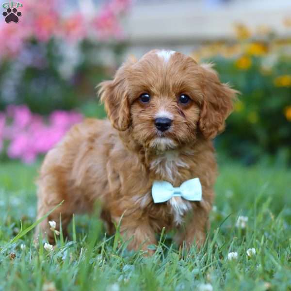 Maverick, Cavapoo Puppy