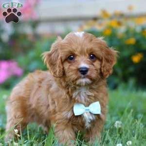 Maverick, Cavapoo Puppy