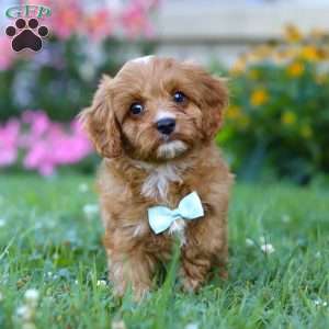 Maverick, Cavapoo Puppy
