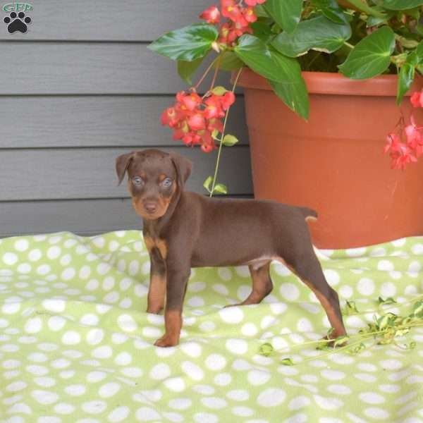 Maverick, Miniature Pinscher Puppy