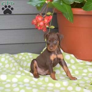 Maverick, Miniature Pinscher Puppy