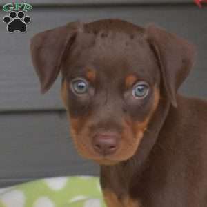 Maverick, Miniature Pinscher Puppy