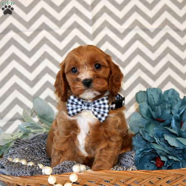 Maverick, Cavapoo Puppy