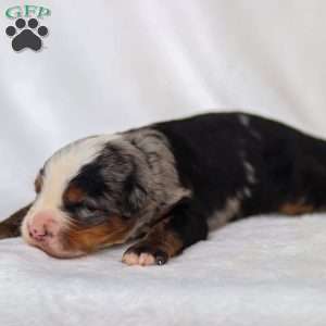 Maverick, Mini Bernedoodle Puppy