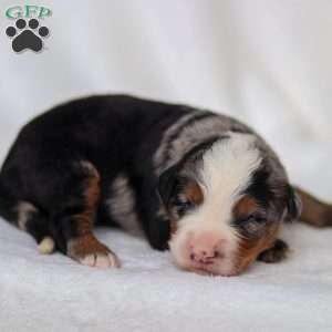 Maverick, Mini Bernedoodle Puppy