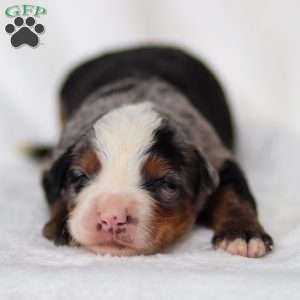 Maverick, Mini Bernedoodle Puppy