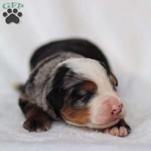 Maverick, Mini Bernedoodle Puppy