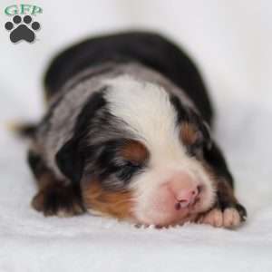 Maverick, Mini Bernedoodle Puppy