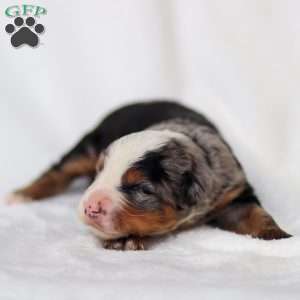 Maverick, Mini Bernedoodle Puppy