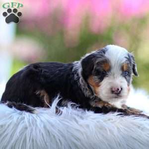 Maverick, Mini Bernedoodle Puppy