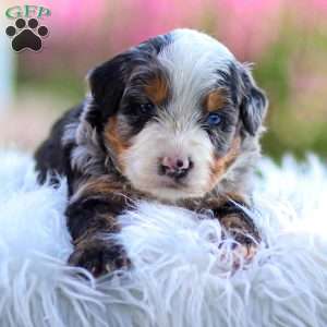 Maverick, Mini Bernedoodle Puppy