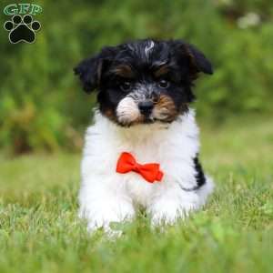 Maverick, Yorkie Poo Puppy