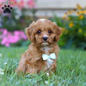 Maverick, Cavapoo Puppy