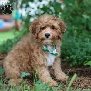 Max, Yorkie Poo Puppy