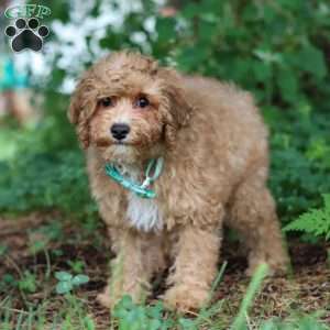 Max, Yorkie Poo Puppy