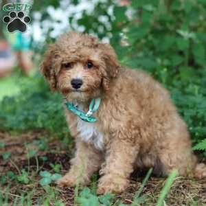 Max, Yorkie Poo Puppy