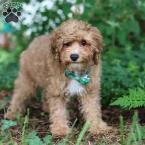 Max, Yorkie Poo Puppy