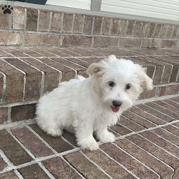 Max, Coton de Tulear Puppy