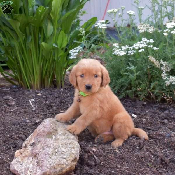 Max, Golden Retriever Puppy
