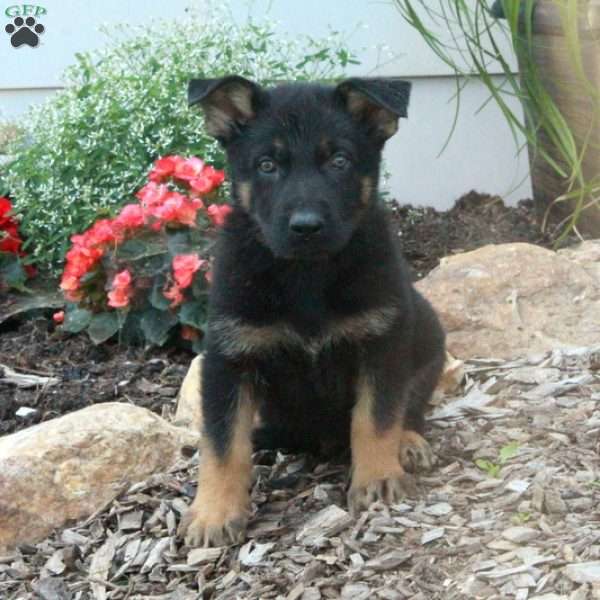 Max, German Shepherd Puppy