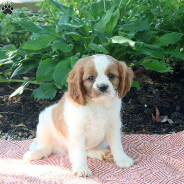 Max, Cavalier King Charles Spaniel Puppy