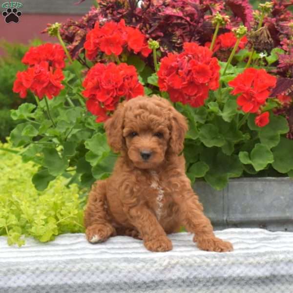 Max, Miniature Poodle Puppy
