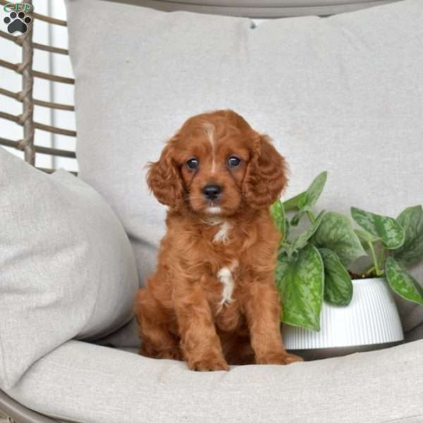 Max, Cavapoo Puppy