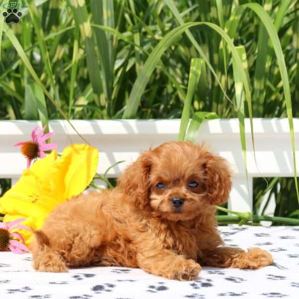 Max, Cavapoo Puppy
