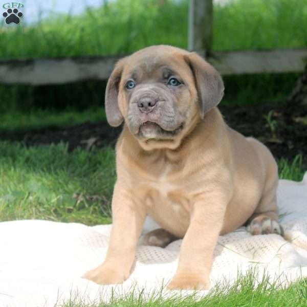 Max, Cane Corso Puppy