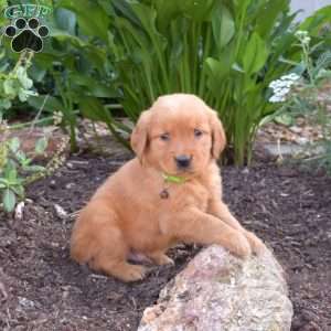 Max, Golden Retriever Puppy