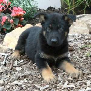 Max, German Shepherd Puppy