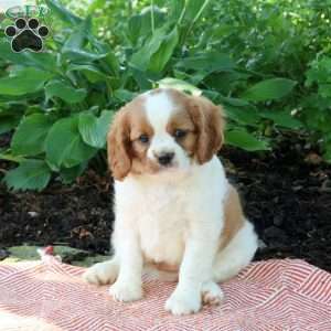 Max, Cavalier King Charles Spaniel Puppy