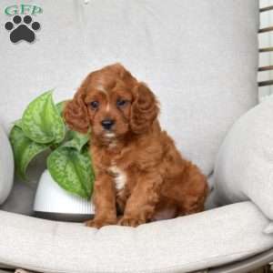 Max, Cavapoo Puppy