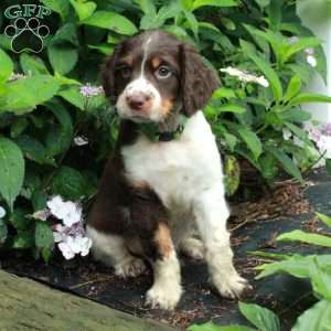 Max, English Springer Spaniel Puppy